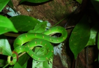 Reptile: Snake-in-rainforest-Borneo---Malaysia