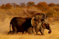 WildLife: African-Elephants-(Loxodonta-africana)