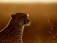 WildLife: Cheetah-(Acinonyx-jubatus)