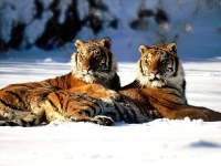 WildLife: Two-Tigers-in-snow-(Panthera-tigris)