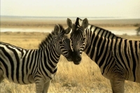 WildLife: Two-Zebras-nosing-(Equus-quagga)